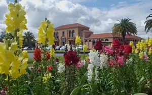 government gardens flowers/blue baths 1000x750