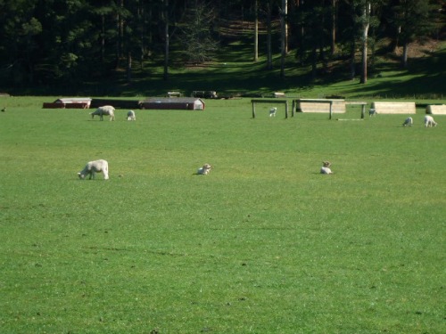 Lambs at Rotorua Agrodome