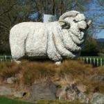 Rotorua Agrodome sheep shearing  New Zealand