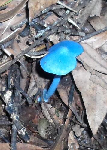A Blue Fungi (Entoloma Hochstetteri)in the Dansey Road Scenic Reserve.