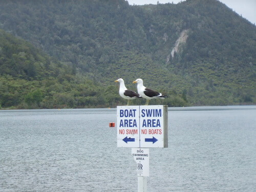 Blue and Green Lakes, Rotorua - Blue Lake at the swimming/boating area
