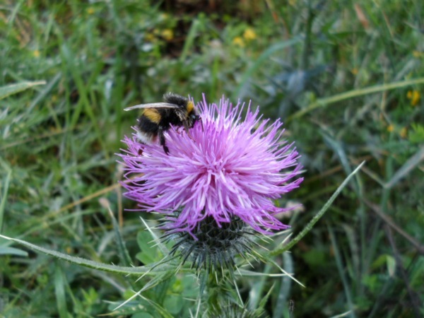 A Blue Lake bumble bee - Rotorua, NZ