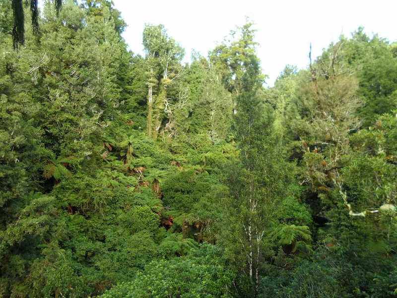 Dansey Reserve treetop canopy revitalised view from the air.