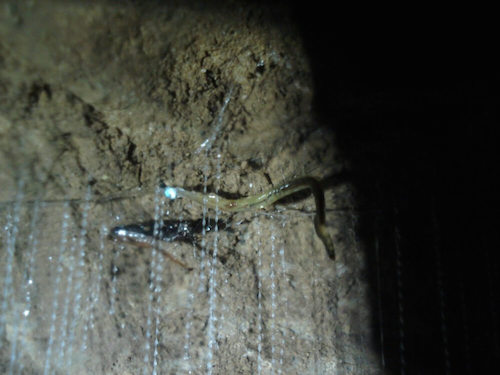 A glow worm in Footwhistle Cave, Waitomo, New Zealand. © CaveWorld Waitomo