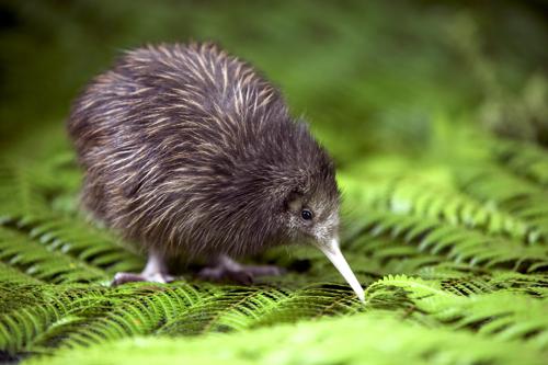 © DRTM - Rainbow Springs, Rotorua, NZ - Baby Kiwi at Kiwi Encounter