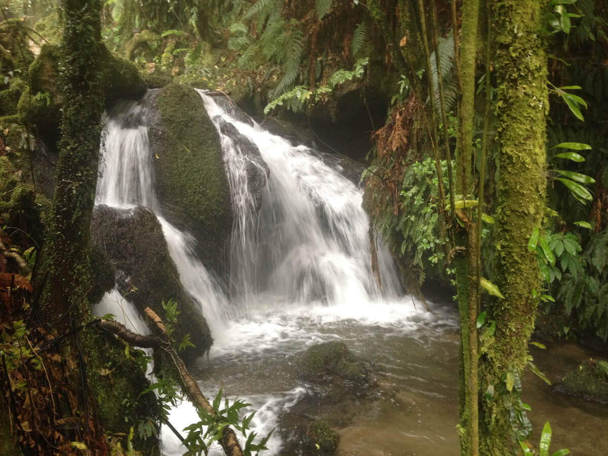 A Lower section of the Wairere Falls. It drops and keeps dropping. Wairere Falls