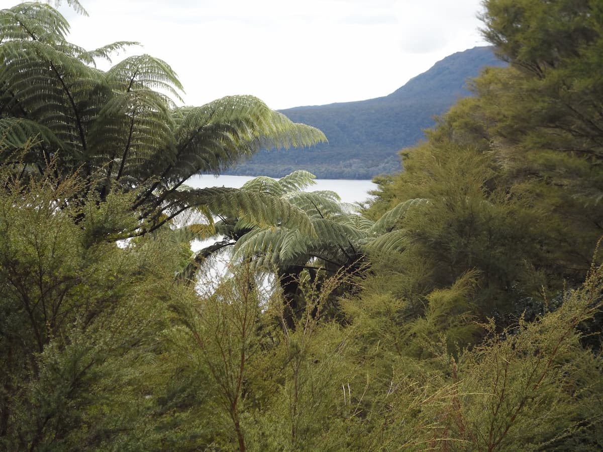 A view from the Tarawera Trail walk to a brooding Mount Tarawera in the distance. Mount Tarawera View