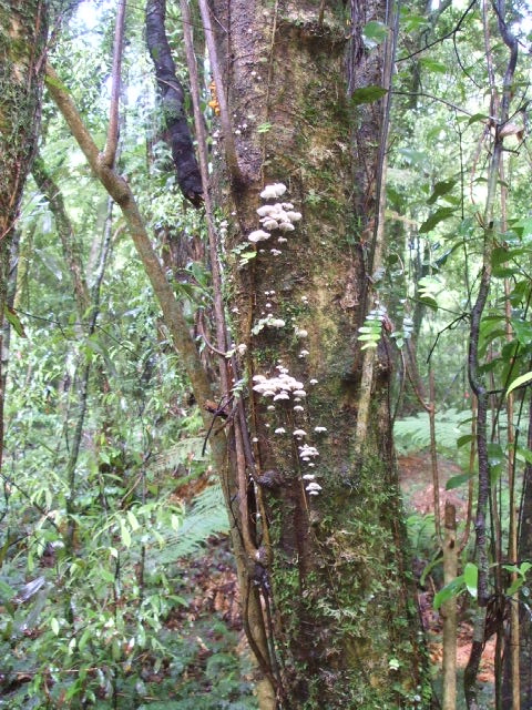 mt ngo walks nz fungi 5 parachutes up tree 480x640