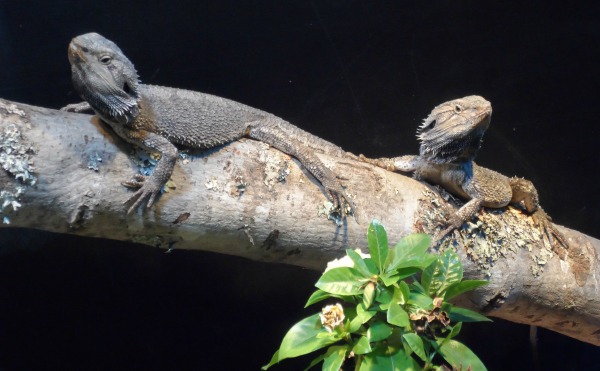 Rainbow Springs Tuatara at Rotorua, NZ