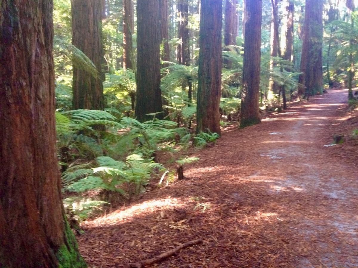 When the sun is beaming into the forest like this, the Redwoods trail lights up. Redwoods Forest at Rotorua