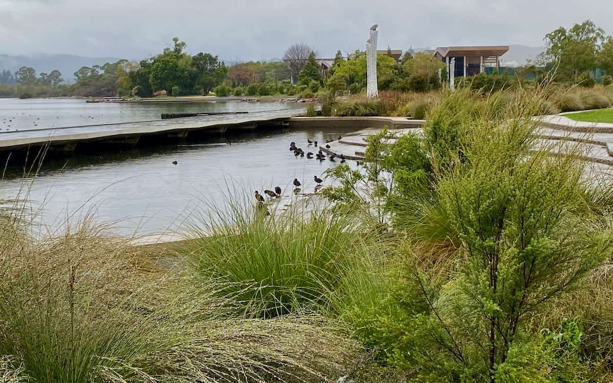 Wet weather view along boardwalk - Rotorua.