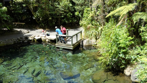 Rainbow Springs trout pool, Rotorua, NZ