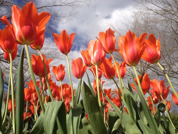 Rotorua Tulips