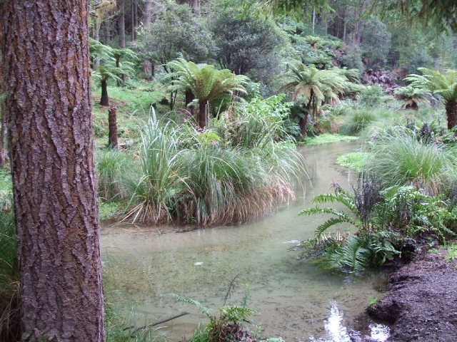 Puarenga Stream, Rotorua, NZ