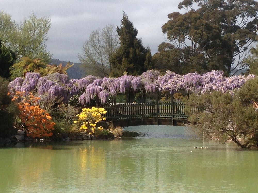 Kuirau Park’s Wisteria Bridge