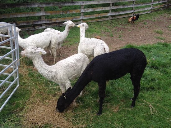 Alpaca, as pictured, are herd animals.