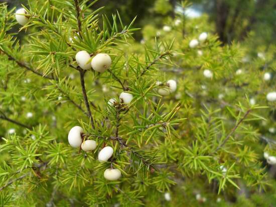 Native berries found throughout local Rotorua bush