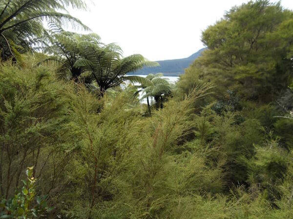View from Tarawera Trail to Lake Tarawera