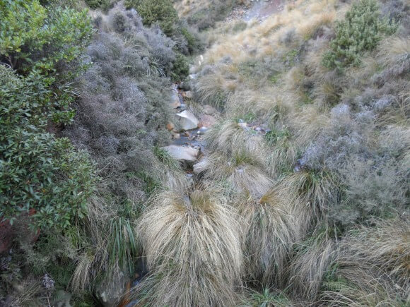 Mount Tongariro native flora