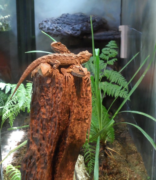 Spot the four tuatara at Rainbow Springs, Rotorua, NZ