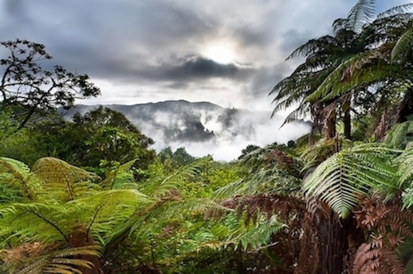 Waimangu w mist in amongst bush 590x392