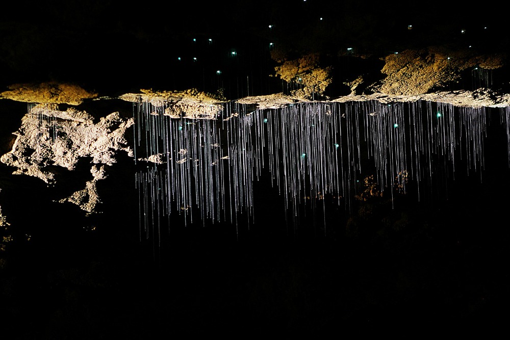 Waitomo glow worms - threads hanging down to catch insects. © CaveWorld Waitomo