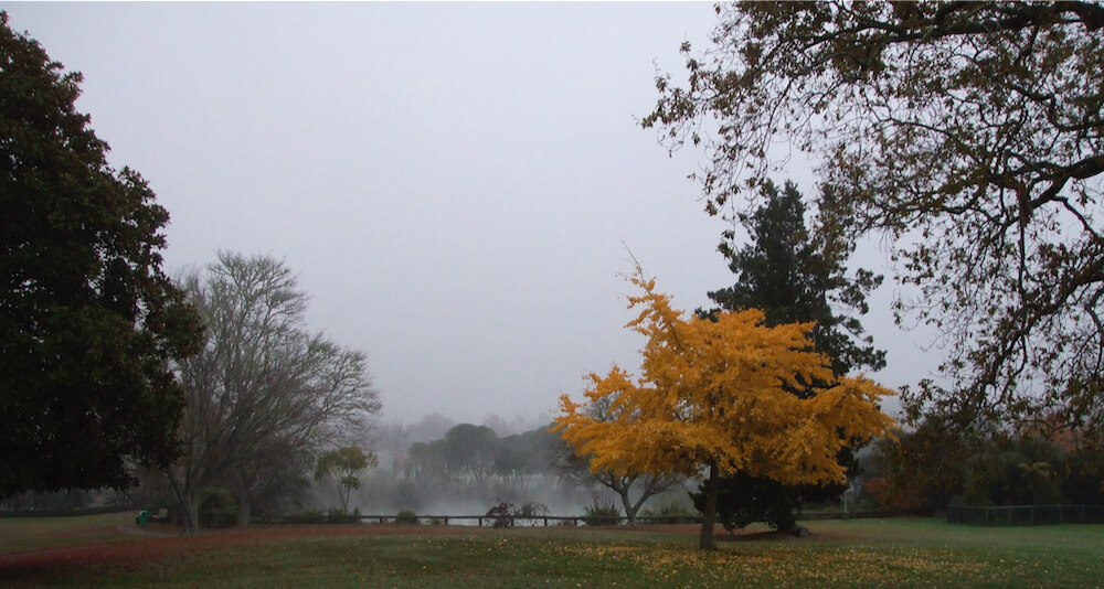 Autumn colours in Kuirau Park