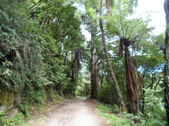 Walking track around the Blue Lake (Tikitapu), Rotorua, New Zealand.