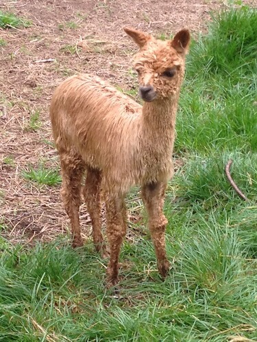 Baby cria alpaca - when being born are said to be 'unpacked'.
