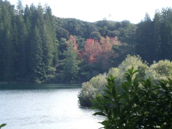 Autumn at the Green Lake (Rotokakahi), Rotorua, NZ.