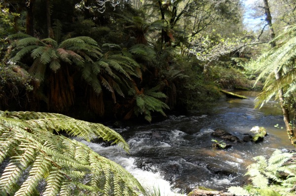 Hemo Gorge Trail winds along the Puarenga Stream, Rotorua, NZ