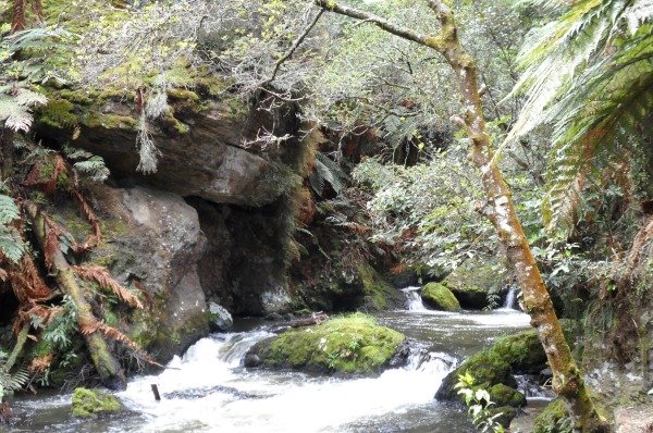 Hemo Gorge Trail winding along the Puarenga Stream, Rotorua, NZ