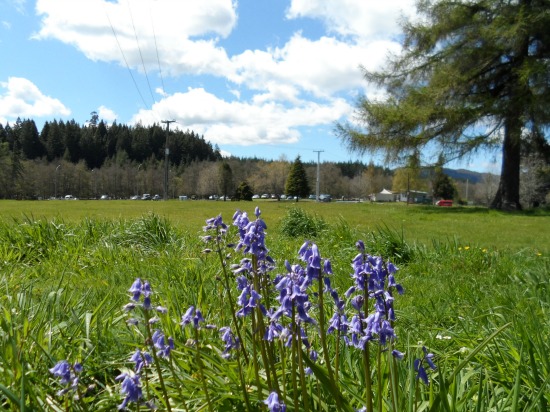 View to Mountain Bike carpark, Waipa, Rotorua.