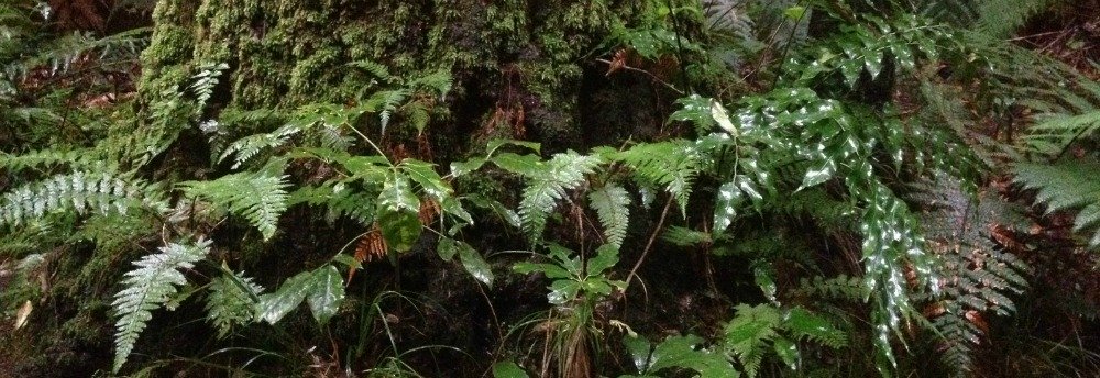 Ferns that are found growing throughout the Redwoods forest