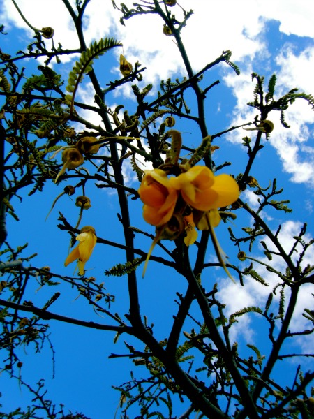 Kowhai tree in blossom - these are quite common on Rotorua walks