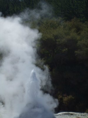 Lady Knox Geyser at Waiotapu, Rotorua beginning to erupt.