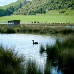 Lake Okareka swans have a lovely home.