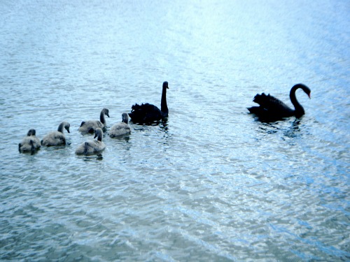 Lake Okareka birdlife - Swan family