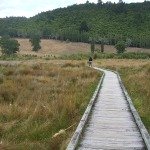 Part of the Lake Okareka walkway