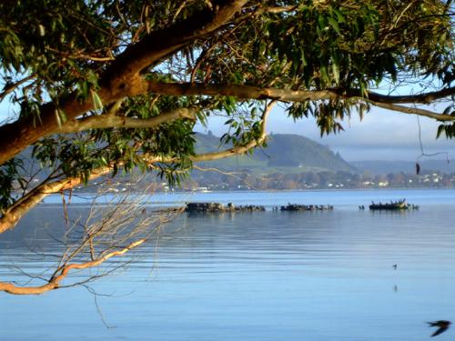 View of Lake Rotorua.