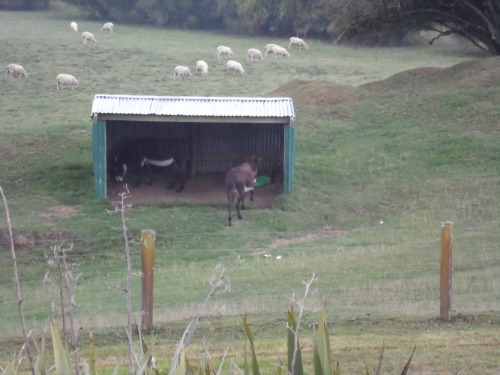 Mamaku Blue blueberry farm resident donkeys.