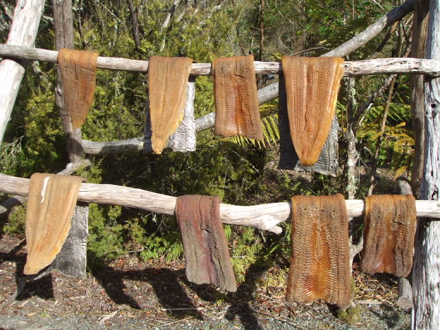 Examples of native NZ fish drying - Te Puia, Rotorua
