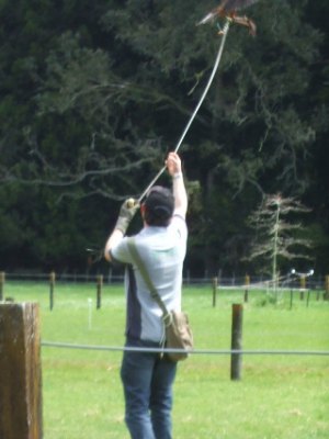 NZ falcon hunting with a lure at Wingspan, Rotorua