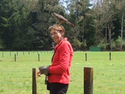 NZ bird of prey at Wingspan, Rotorua.