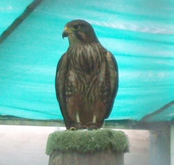 New Zealand falcon Atareta, at Wingspan, Rotorua.
