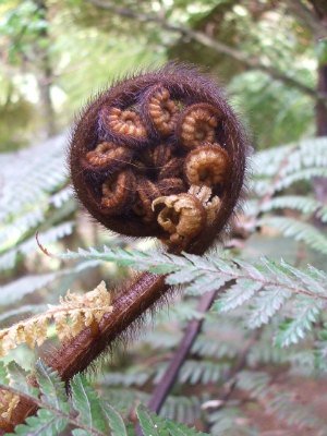 NZ ferns at Paradise Valley, Rotorua, New Zealand