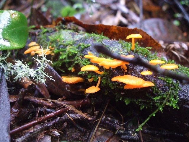 mt ngo walks fungi 2 parachute 640x480