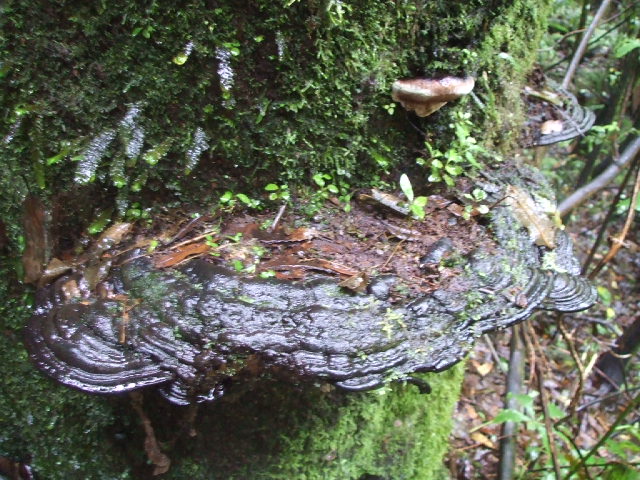 mt ngo walks nz fungi 4 640x480