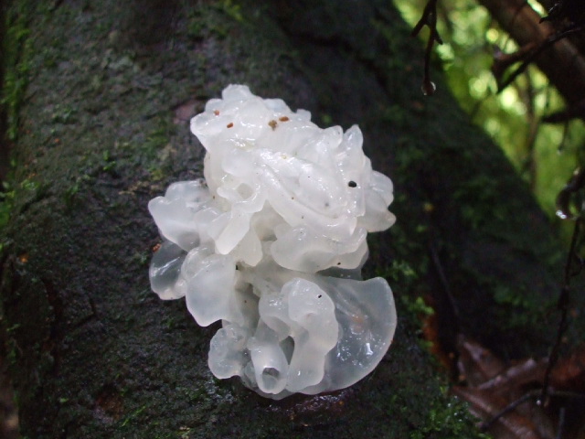 mt ngo walks nz fungi white 640x480