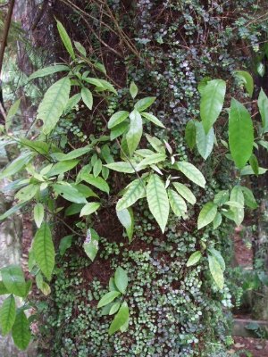 NZ native trees, plants and ferns are numerous at Paradise Valley, Rotorua, NZ